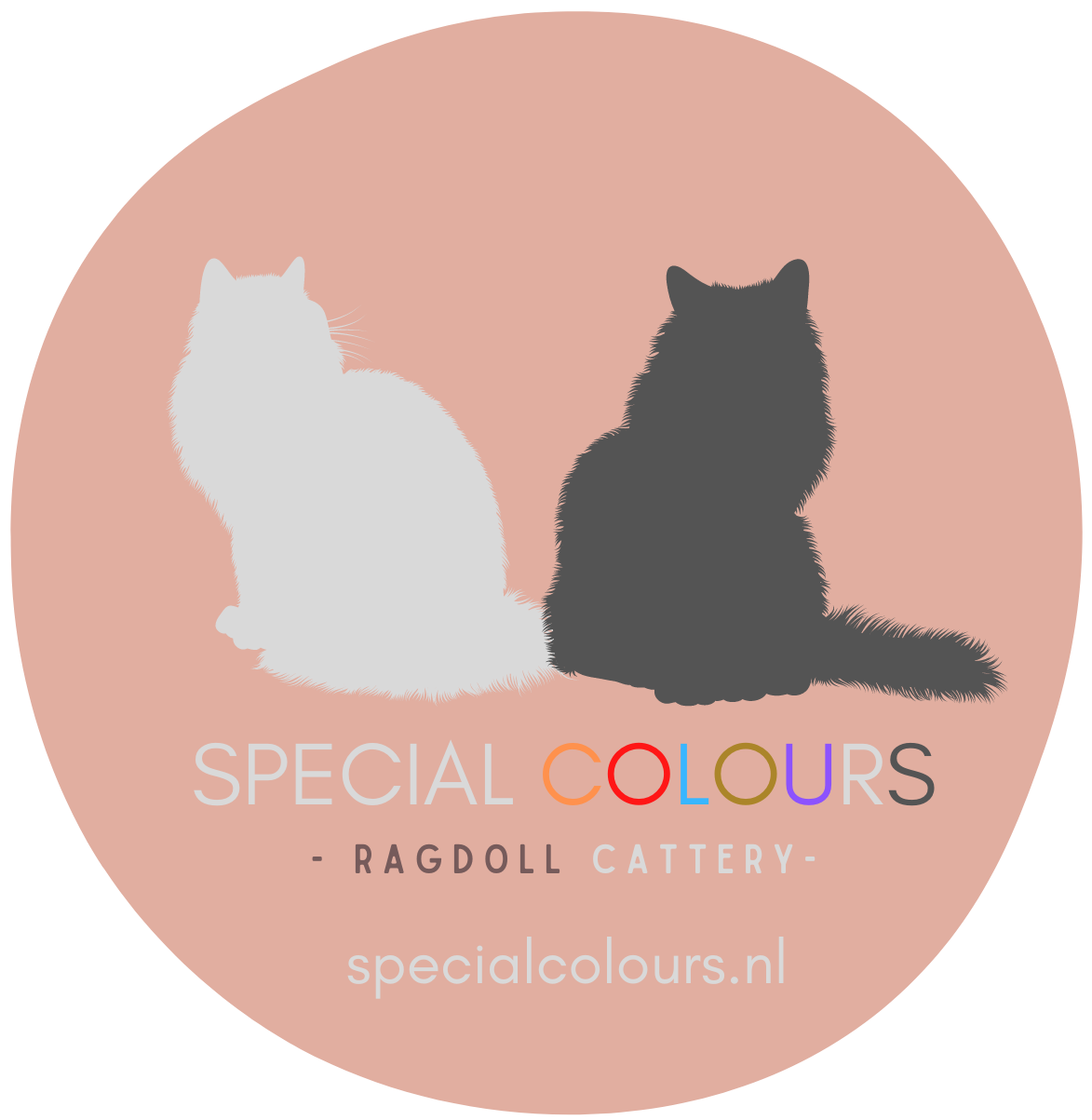 Special colours Ragdoll Cattery Ragdolls Nederland