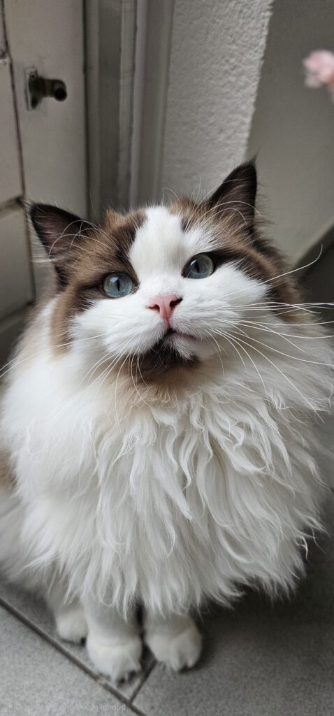 Seal mink bicolor ragdoll cherubim holistische ragdoll Cattery